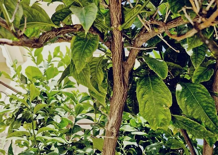 Village Alexiou 公寓