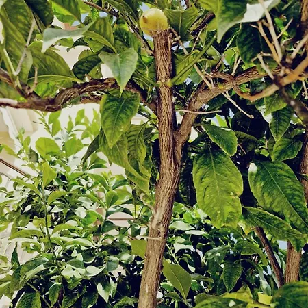 Village Alexiou Lejlighed